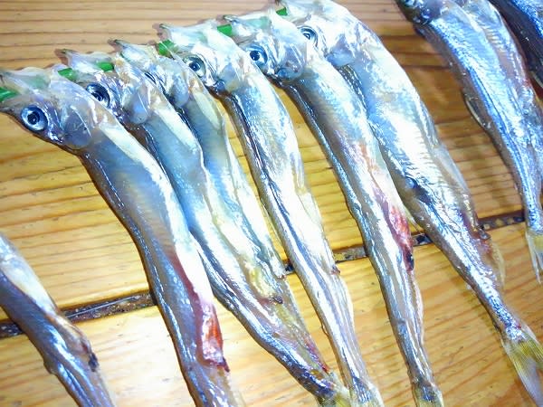 平成２７年初釣行 苫小牧港勇払埠頭でコマイ とキュウリ へたのヨコ釣り北海道日誌