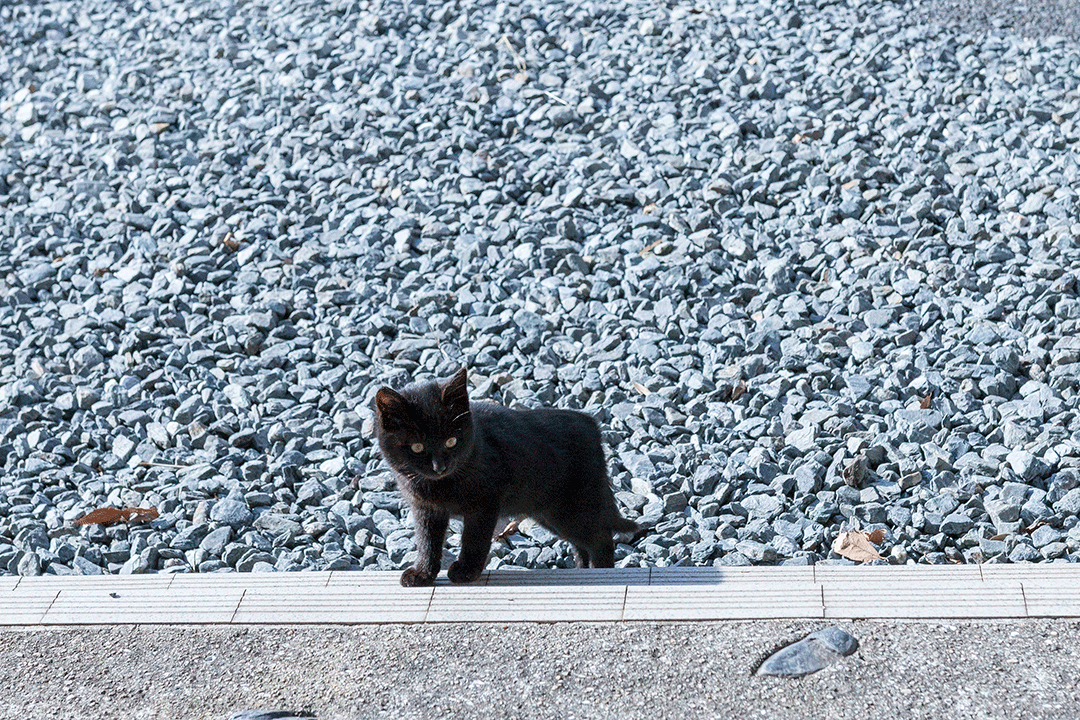 18年12月のブログ記事一覧 ねこのひとりごと 18年12月のブログ記事一覧 ねこのひとりごと