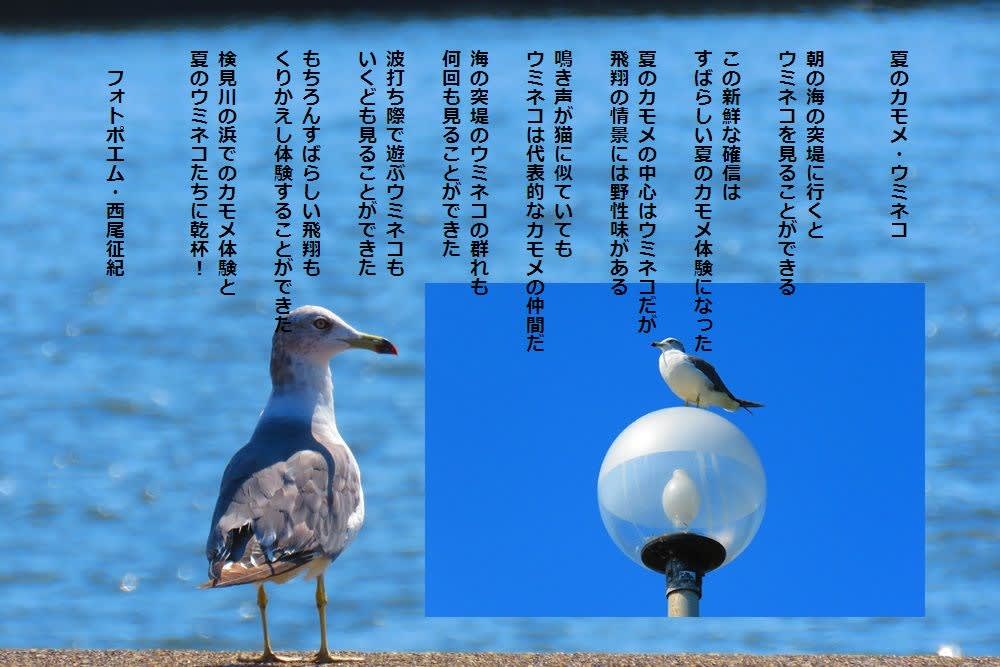 夏のカモメ ウミネコ フォトポエム 西尾征紀 Nishio Masanori 夏のカモメ ウミネコ フォトポエム 西尾征紀 Nishio Masanori