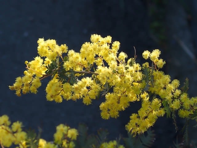 ギンヨウアカシア ハナスキの散歩で見た花
