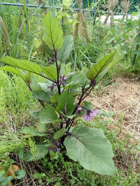 わき芽の芽かきで 根っこを育て 樹と実のバランスを調える 無農薬 自然菜園 自然農法 自然農 で 自給自足life 持続可能で豊かで自然な暮らしの分かち合い