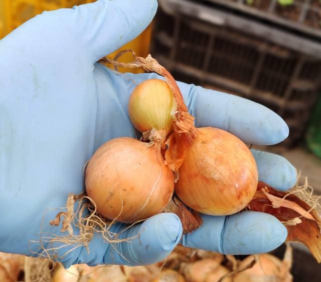 葉タマネギ用小球の植付 上州の素人菜園