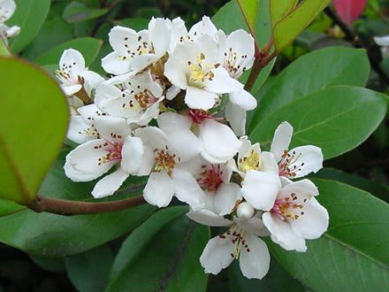 白い花木たち バラ科の花 ｇｏｒｏ ｓ 花 ｄｉａｒｙ