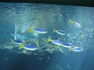 沖縄美ら海水族館 7 熱帯魚 沖縄での一人暮らし