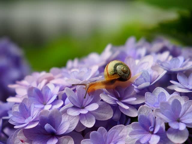 梅雨入りの庭で紫陽花とカタツムリ 庭先の四季