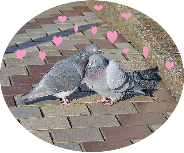 仲良しなハト かたつむりが好き 仲良しなハト かたつむりが好き