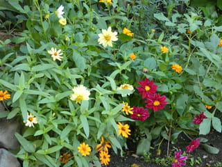 タネから育てるダリア 野の花ガーデンblog