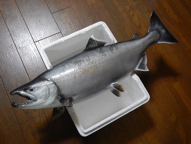 魚類剥製工房エフクラフト 遡上サクラマス雄49センチ (作品紹介 魚類剥製工房エフクラフト 遡上サクラマス雄49センチ (作品紹介