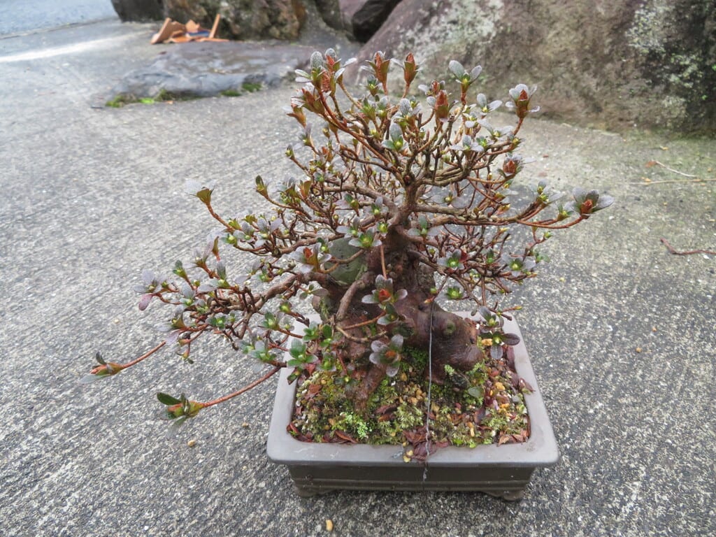 深山霧島 皐月盆栽の植え替え カンアオイも咲き始める 他 やまんなか