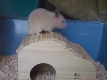 屋根の上たのちい♪ 屋根の上たのちい♪