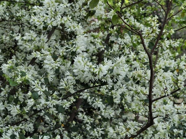 花吹雪と 白孔雀 花の公園 俳句 ｉｎｇ