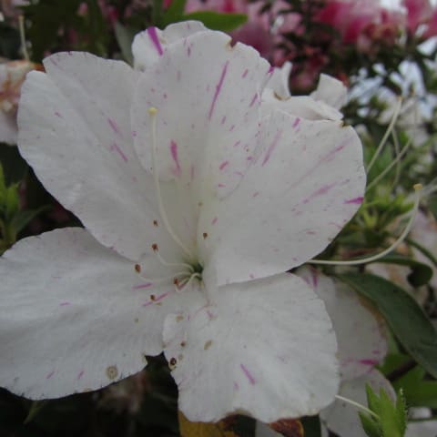 ツツジ科の花を載せました ツツジ サラサドウダン ベニドウダン カルミア お花が好き ぼおっと眺める草木との時間を記録して