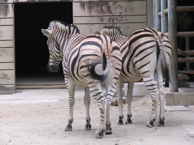 東山動物園からシマウマ Mitakeつれづれなる抄 東山動物園からシマウマ Mitakeつれづれなる抄