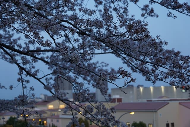 南大沢の桜 南大沢生活日記