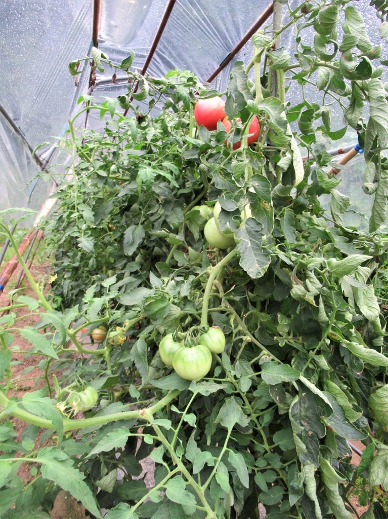 トマトの連続摘心栽培 野菜の栽培技術シリーズ 農学その他 Royaldiamondlabradoodles Com