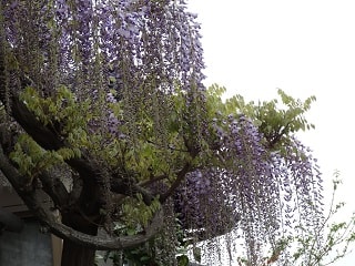 ふじ棚の藤そして山藤 私の散策の日々 ふじ棚の藤そして山藤 私の散策の日々