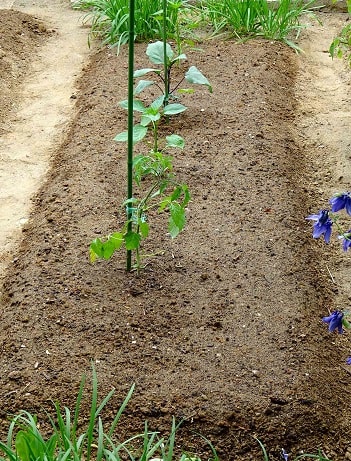 ミニトマト アイコの栽培 Koba の庭 春夏秋冬