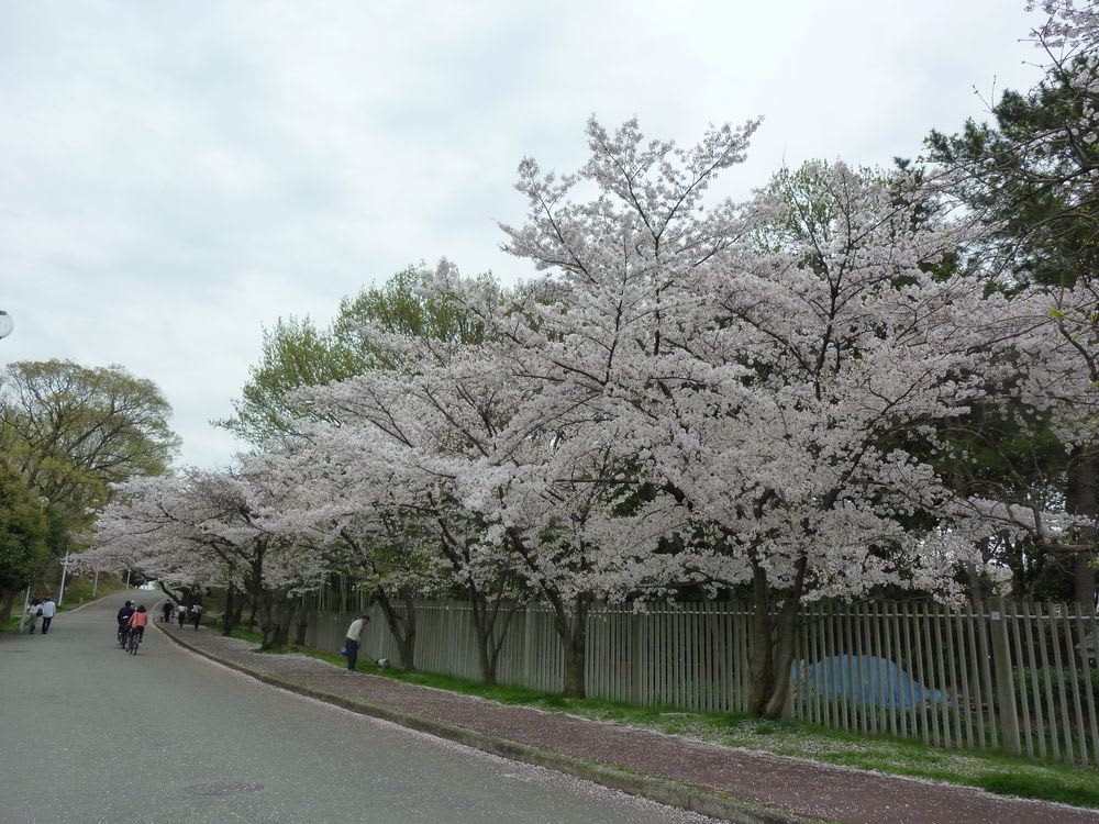 服部緑地公園の桜 ｋｏｆｙの 倍行く 人生