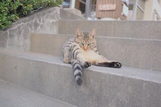 猫5