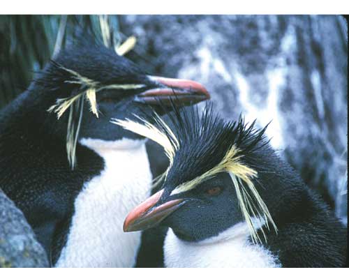 Iwatobipenguin Iwatobipenguin