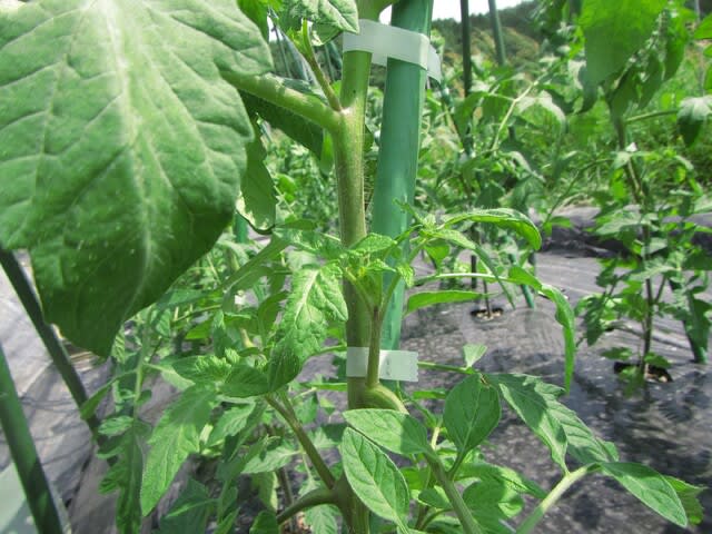 トマトの支柱誘引 脇芽かき 肥料過多の対策 大好き 野菜の時間