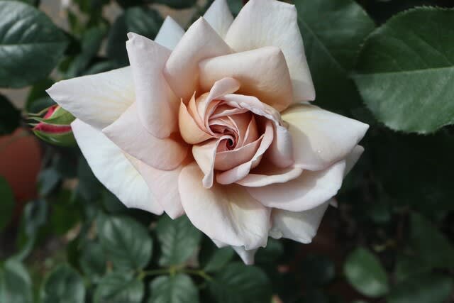 グレーを帯びた茶色のバラ グレー ドーン 春薔薇シリーズ 21 087 野の花 庭の花