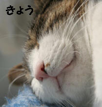 ねこ風邪。 - ジュルのしっぽ-猫日記-