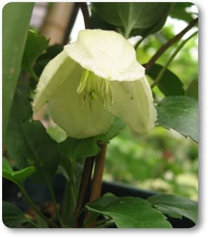 C. cirrhosa var. purpurascens 'Jingle Bells'　5月の花