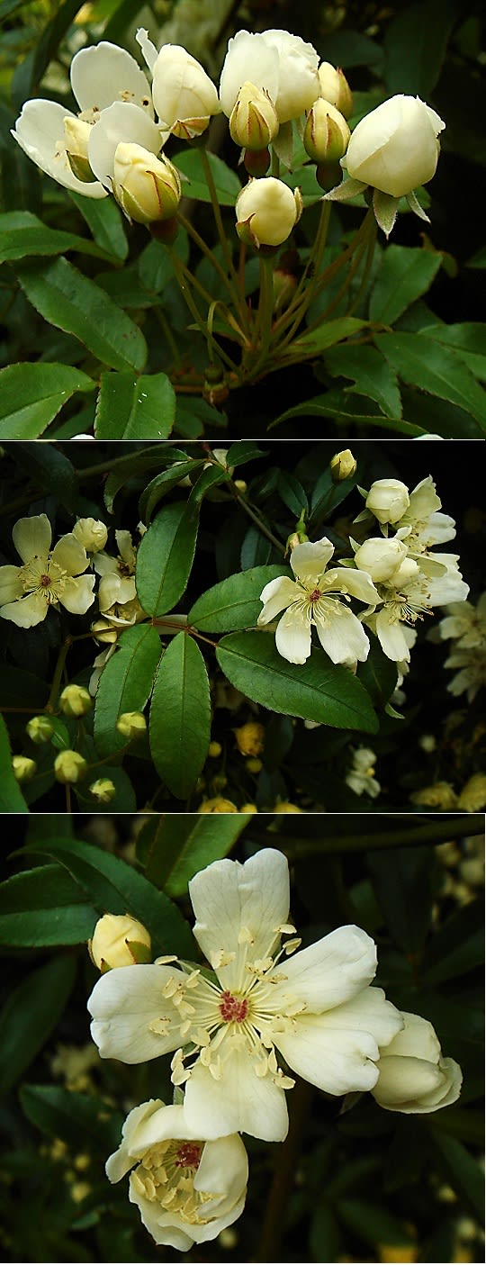 モッコウバラ 木香薔薇 里山コスモスブログ モッコウバラ 木香薔薇 里山コスモスブログ