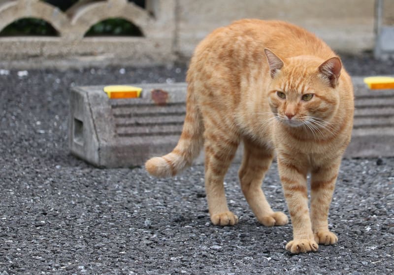 車止めを枕にする猫ちゃん ハイブリッドな生活 旧ルノーな生活