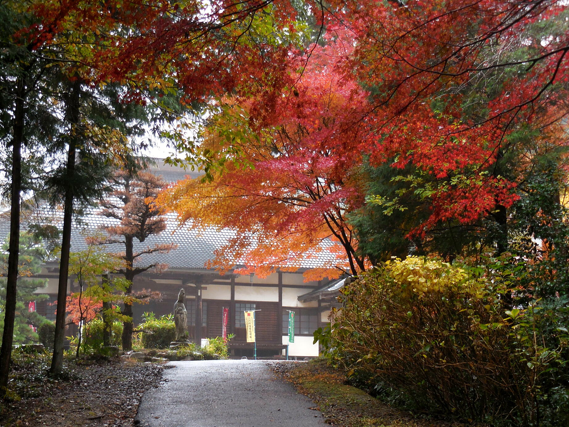 雨の中の紅葉の画像