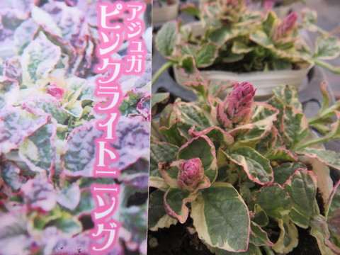 カラフル アシュガいろいろ 本日も小春日和