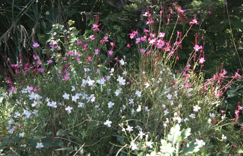 庭のガウラ 白蝶草 とホトトギスの花 山野草愛好の東松塚山