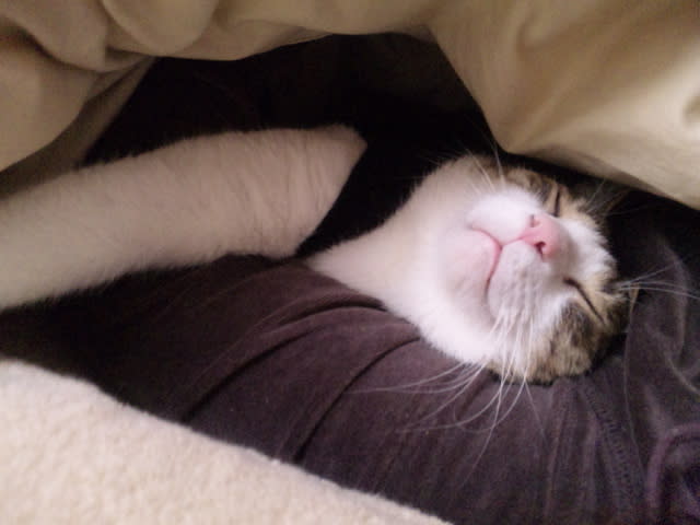 猫 一緒に寝る 腕枕