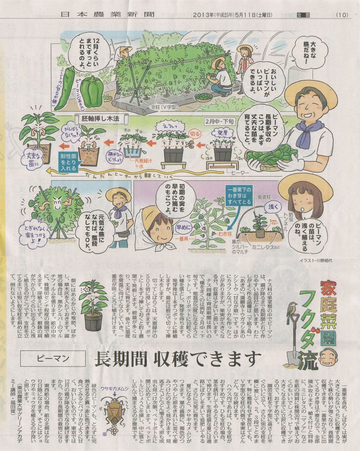 ピーマン 2013年5月11日