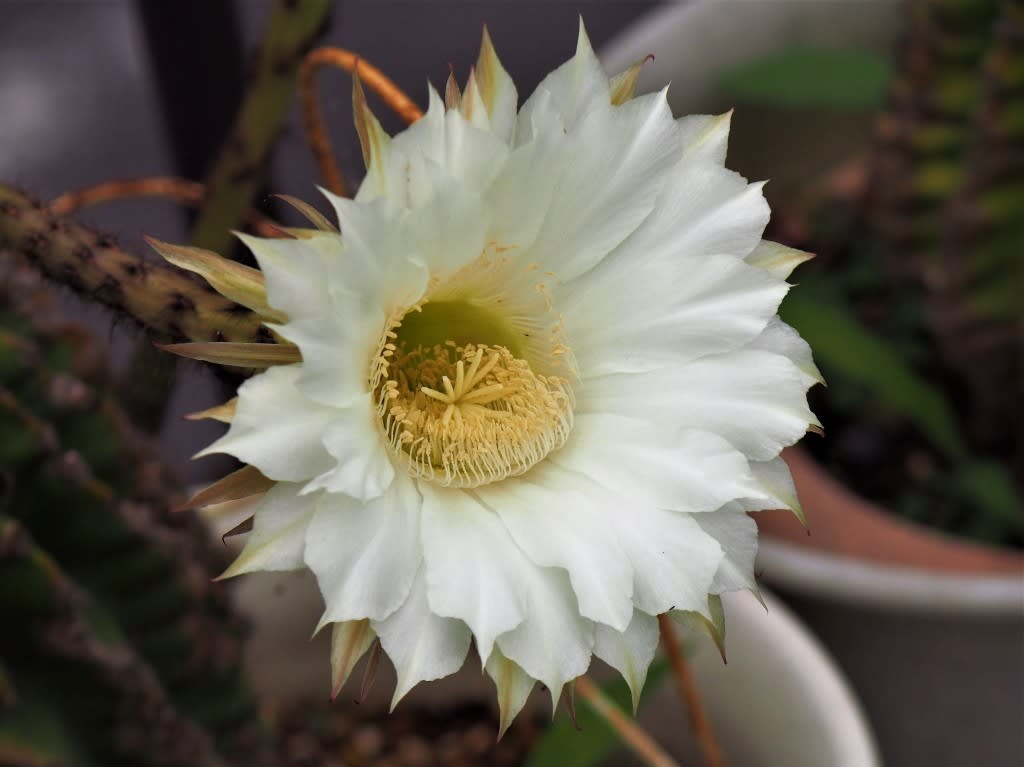 サボテン 短毛丸の白い花 Atakaの趣味悠久