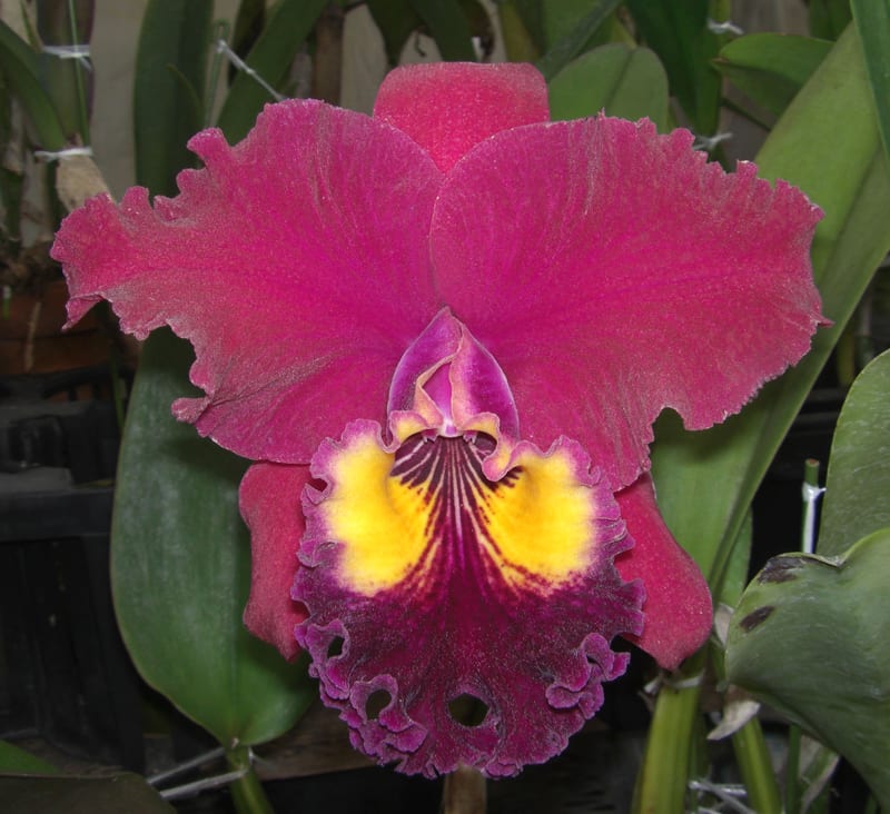 Rlc. Chialin Beauty'Golden Eyes' - カトログ !! ~ カトレヤ Rlc. Chialin Beauty'Golden Eyes' - カトログ !! ~ カトレヤ