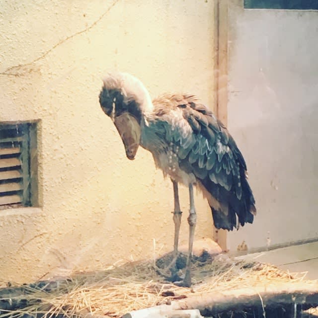 上野動物園 ハシビロコウ見たー ハシビロコウは絶滅危惧種です ナンシースカーレットのペペロンの冒険