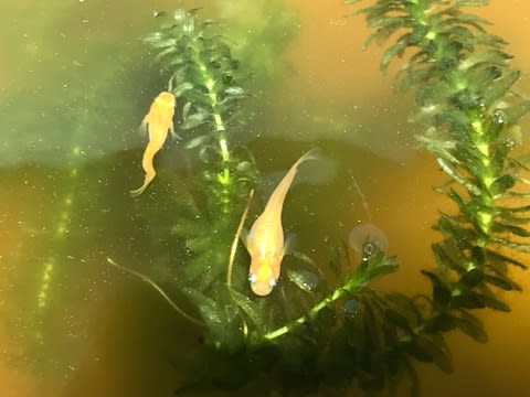 突然変異体かなあ 突然変異体かなあ