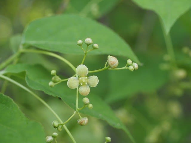 ツリバナ 4 花 多摩ニュータウン植物記ｐａｒｔ５