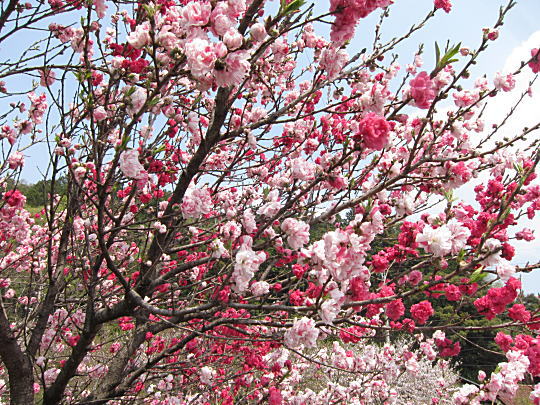 白 ピンク 紅 １本の木から３色春団子 グルメのけんちゃん
