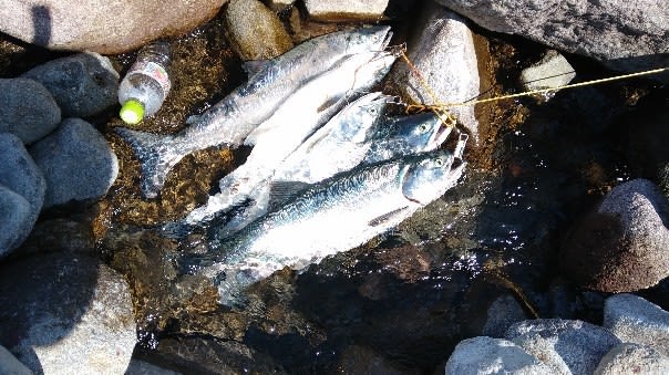 知床 カラフトマス釣行 けんくんの四季の釣り日記 知床 カラフトマス釣行 けんくんの四季の釣り日記