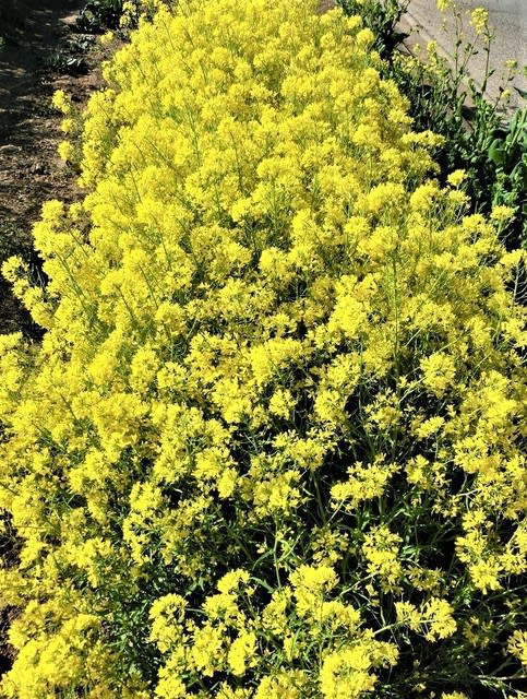 水菜の黄色い花 Minoruの庭