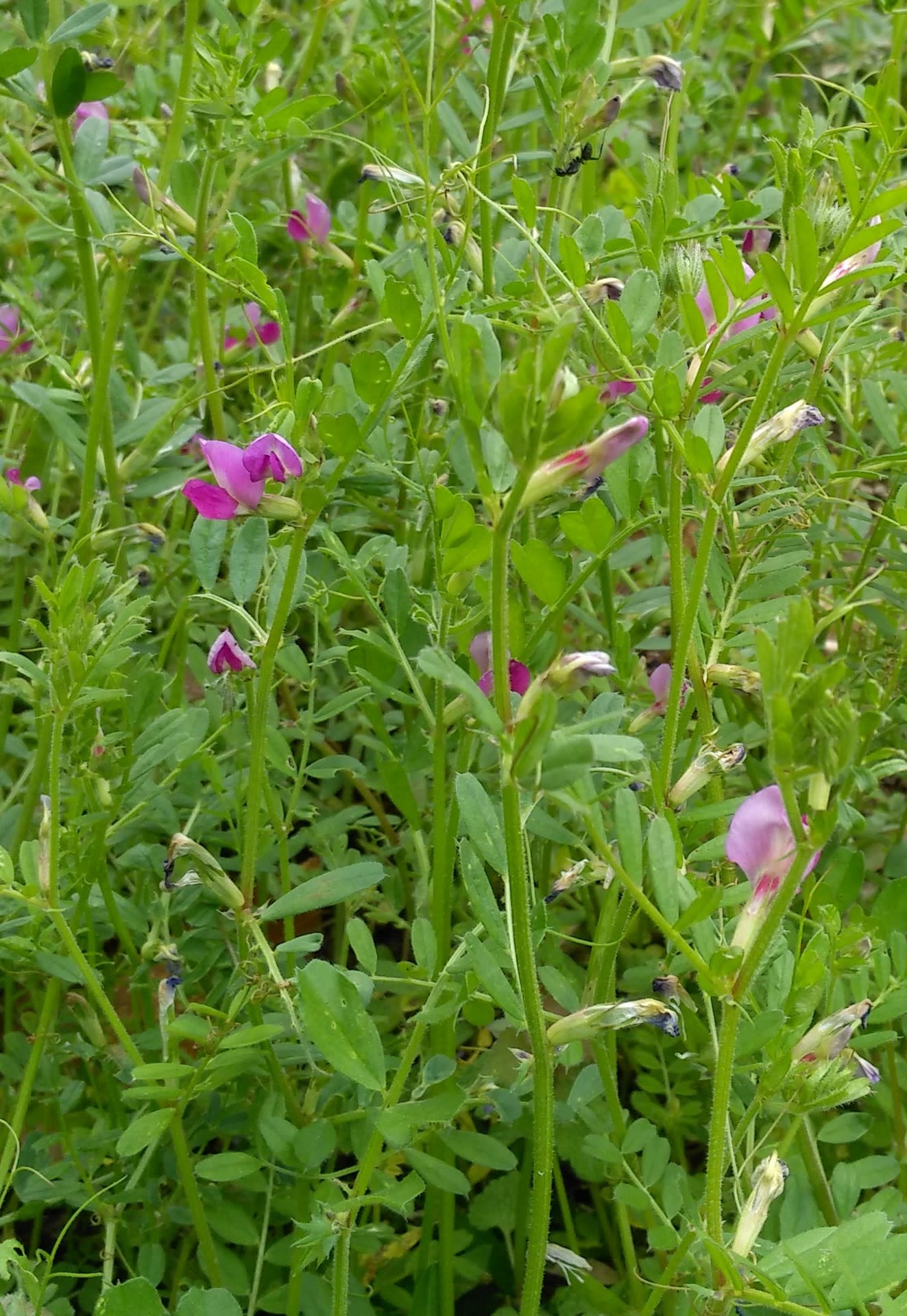5月の雑草たち（ピンクの花） ワイルド・ガーデン