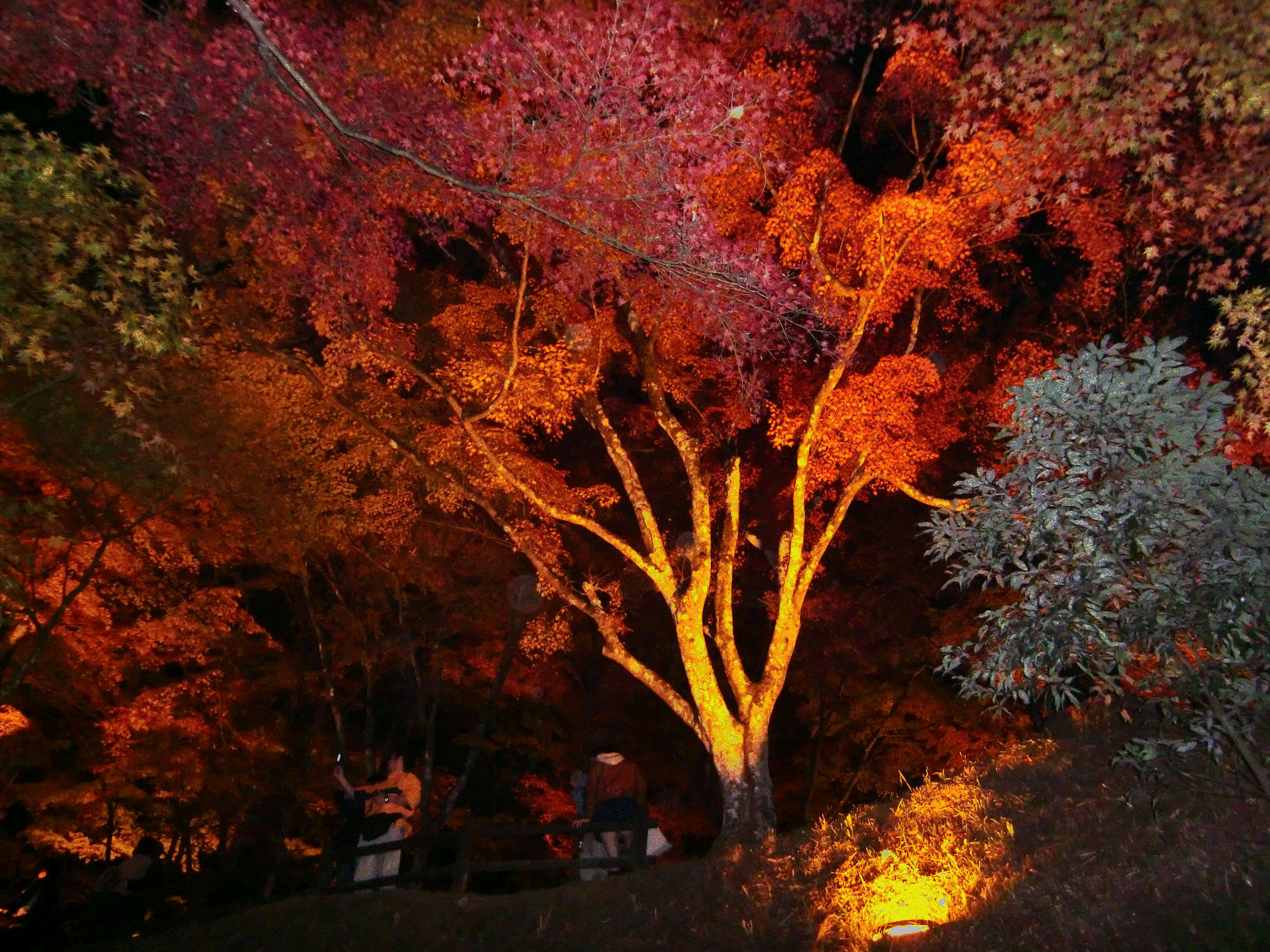 紅葉☆彡の画像
