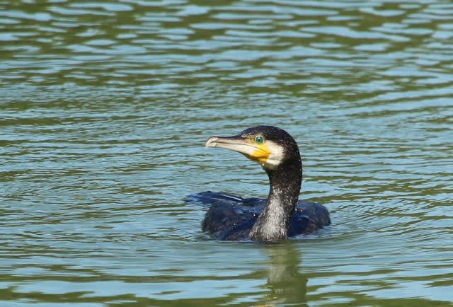 エメラルドグリーンの瞳 気楽にとり 鳥 撮り 歩き エメラルドグリーンの瞳 気楽にとり 鳥 撮り 歩き