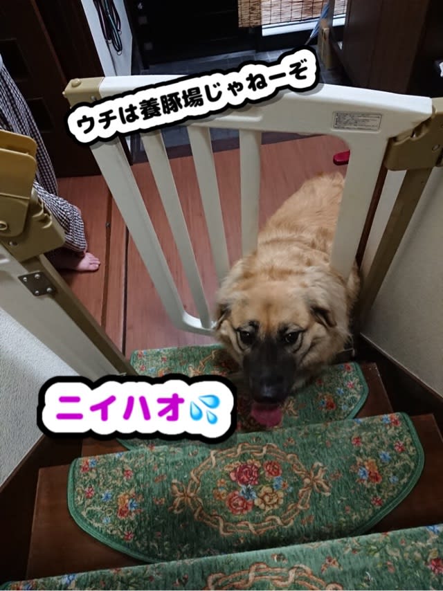 挟まる犬 らんでぶ ごいち