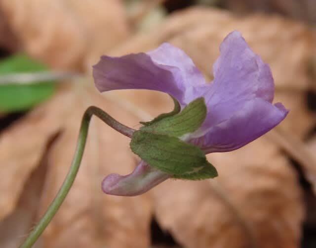 高ボッチ高原・鉢伏山の植物　アオイスミレ（葵菫）