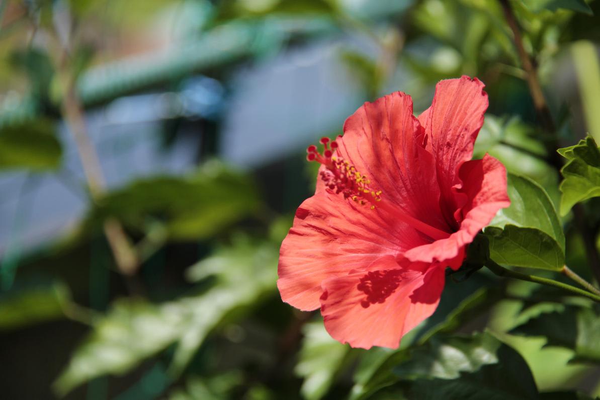 真夏日「今日は蒸暑い」の画像