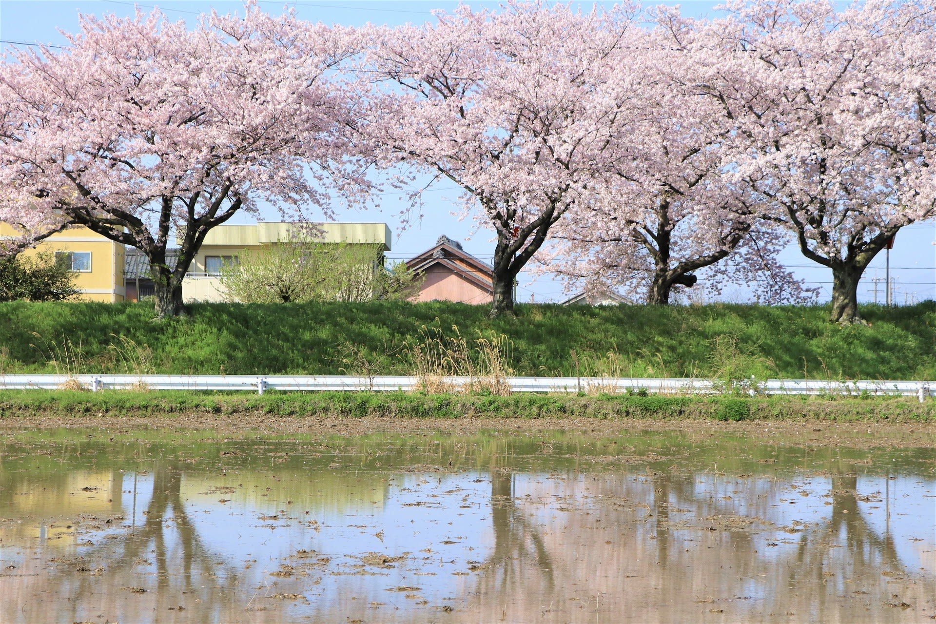 美しい桜の春 写真ブログ ずバッと 今日の１枚